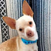 Thumbnail photo of Duke #2