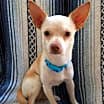 Thumbnail photo of Duke #3
