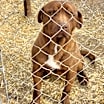 Thumbnail photo of Rufus #1
