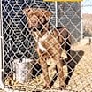 Thumbnail photo of Rufus #2