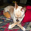 Thumbnail photo of Tiny #4
