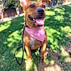 Thumbnail photo of Avia #4