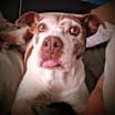 Thumbnail photo of Layla #1
