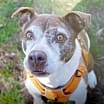 Thumbnail photo of Layla #3