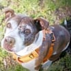 Thumbnail photo of Layla #4