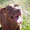 Thumbnail photo of Shelby #1