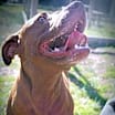 Thumbnail photo of Shelby #4