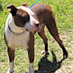 Thumbnail photo of Dozer #1
