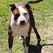 Thumbnail photo of Dozer #2