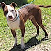 Thumbnail photo of Dozer #3