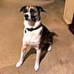 Thumbnail photo of Louie #1
