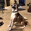 Thumbnail photo of Louie #2