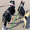 Thumbnail photo of Cooper #3