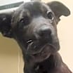 Thumbnail photo of Georgia - Adopted! #2