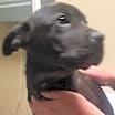 Thumbnail photo of Georgia - Adopted! #3