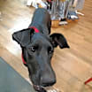 Thumbnail photo of Angel #1