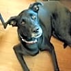 Thumbnail photo of Angel #2