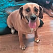 Thumbnail photo of Lacey #1