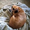 Thumbnail photo of Lacey #3
