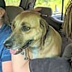 Thumbnail photo of Lacey #4