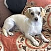 Thumbnail photo of SAVANNAH #1