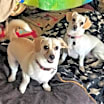 Thumbnail photo of SAVANNAH #4