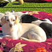 Thumbnail photo of SAVANNAH #2