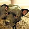 Thumbnail photo of Tucker #1