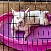 Thumbnail photo of Aspen #1