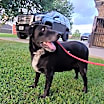 Thumbnail photo of BANDIT #1