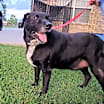 Thumbnail photo of BANDIT #4