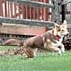 Thumbnail photo of Gianna * She's gorgeous! * #4