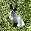 Thumbnail photo of Bandit #1