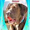 Thumbnail photo of Sienna #3