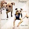Thumbnail photo of Poppy #4