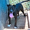 Thumbnail photo of Izzy #3