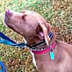 Thumbnail photo of Diamond *Adopt or Foster* #1