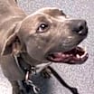 Thumbnail photo of Diamond *Adopt or Foster* #2