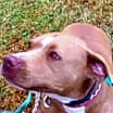 Thumbnail photo of Diamond *Adopt or Foster* #3