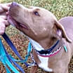 Thumbnail photo of Diamond *Adopt or Foster* #4
