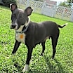 Thumbnail photo of Starla #3
