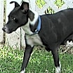 Thumbnail photo of Starla #4