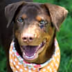 Thumbnail photo of CHELSEA #1