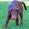 Thumbnail photo of CHELSEA #3
