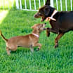 Thumbnail photo of CHELSEA #4
