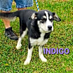 Thumbnail photo of Indigo #2