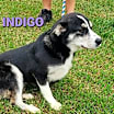 Thumbnail photo of Indigo #3
