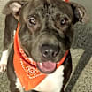 Thumbnail photo of BLUE - What a mellow boy! #1