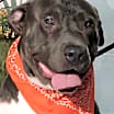 Thumbnail photo of BLUE - What a mellow boy! #2