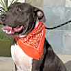 Thumbnail photo of BLUE - What a mellow boy! #4